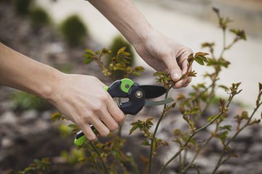 Bahçenin budanması, ağaçların ve çalıların bakımı. Mezhepçilerle el ele