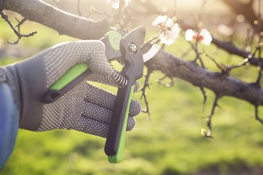 Bahçenin budanması, ağaçların ve çalıların bakımı. Mezhepçilerle el ele