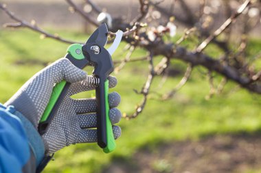 Bahçenin budanması, ağaçların ve çalıların bakımı. Mezhepçilerle el ele