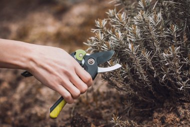 Bahçe budamak, lavanta. Mezhepçilerle el ele