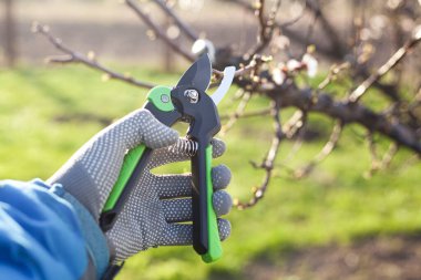 Bahçenin budanması, ağaçların ve çalıların bakımı. Mezhepçilerle el ele