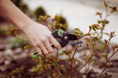 Bahçenin budanması, ağaçların ve çalıların bakımı. Mezhepçilerle el ele