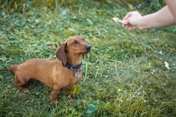Fütterungshund Besitzer Füttert Seinen Dackelhund Von Hand — Stockfoto