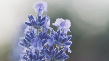 Bulanık arkaplanda mor lavanta çiçeklerine odaklan. Yaz mevsiminde günbatımının altındaki lavanta tarlası Pastel renk arkaplanı.