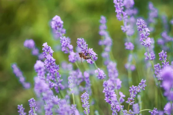 Honingbij Bestuift Lavendelbloemen Plantenverval Met Insecten Zonnige Lavendel Lavendelbloemen Het — Stockfoto
