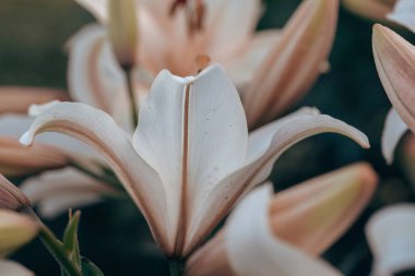 Yaz günü beyaz zambak makro fotoğrafçılığı. Beyaz yapraklı güzellik bahçesi zambağı bahçe fotoğrafçılığını kapatır. Yeşil arka planda Lilium bitkisi çiçek duvar kâğıdı.