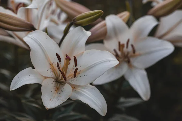 Lírios Brancos Macrofotografia Dia Verão Lírio Jardim Beleza Com Pétalas — Fotografia de Stock