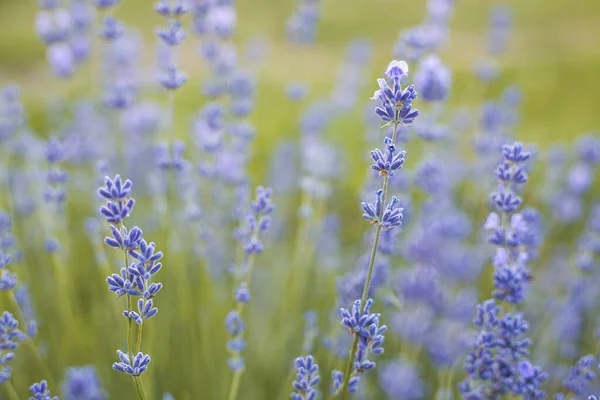 Selektivt Fokus Lila Lavendel Blommor Suddig Bakgrund Lavendel Fält Solnedgången — Stockfoto