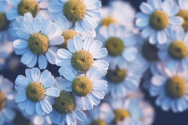 Bulanık bir arkaplanda papatya çiçekleri..