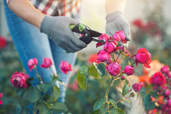 정원사 Prunes 질병과 태양의 광선에 Secateurs와 정원에서 장미를 — 스톡 사진