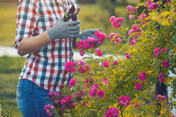 Woman Gardening Pruning Rose Bush Garden Shears Rays Summer Sun — Stock Photo, Image