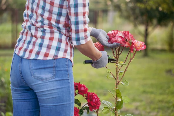 Jardinero Ciruelas Pasas Rosas Enfermas Marchitas Jardín Con Tijeras Podar —  Fotos de Stock