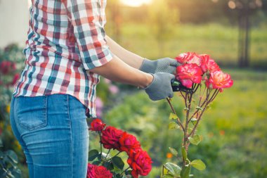 Bahçıvan budanmış budanmış budanmış ve solmuş güller bahçeye. Yaz güneşinin altında mezhepçilerle birlikte.