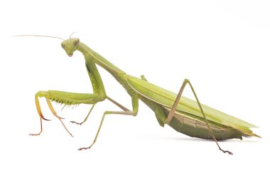 Peygamber devesi yeşili beyaz arka planda izole edilmiş. Mantodea tropikal doğadan