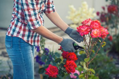 Bahçıvan budanmış budanmış budanmış ve solmuş güller bahçeye. Yaz güneşinin altında mezhepçilerle birlikte.
