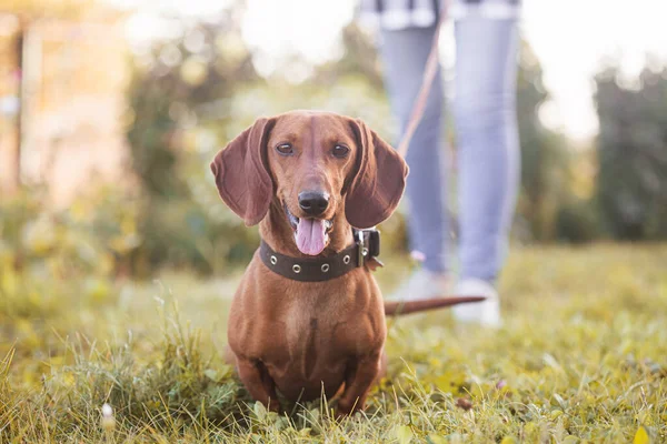 Red Dachshund Dog Walks Leash Its Owner Green Lawn — Stock Photo, Image