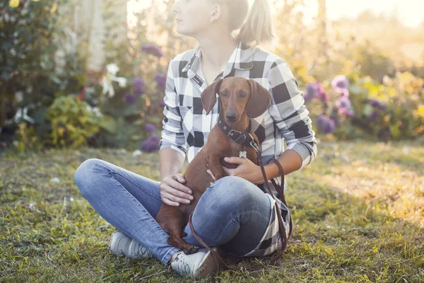 Red Dachshund Dog Playing His Owner Sunny Summer Park — Stock Photo, Image