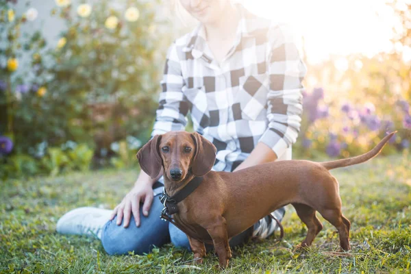 Cão Dachshund Vermelho Passeio Com Seu Proprietário Parque Verão Ensolarado — Fotografia de Stock