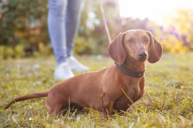 Kırmızı dachshund köpeği sahibiyle güneşli bir yaz parkında yürüyüşe çıkmış.