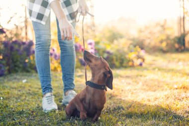 Kırmızı dachshund köpeği sahibiyle güneşli bir yaz parkında yürüyüşe çıkmış.