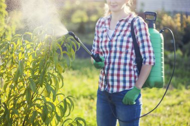 Bir yaz bahçesinde bir kadın ağaçlara hastalık ve zararlılara karşı sprey sıkar.