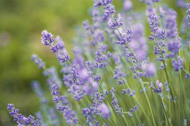 Bulanık arkaplanda mor lavanta çiçeklerine odaklan. Yaz mevsiminde günbatımının altındaki lavanta tarlası Pastel renk arkaplanı.