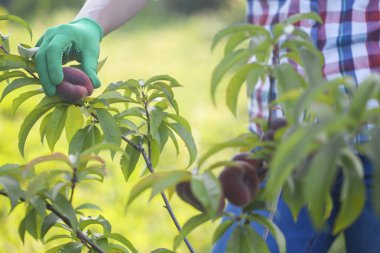 Genç bir ağaçtan şeftali toplayan bir kadın. Eller kapalı.