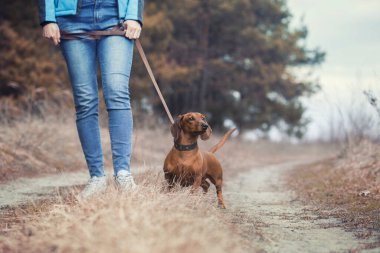 Dachshund köpeği sahibi ile çam ormanında yürüyor.