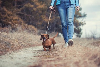 Dachshund köpeği sahibi ile çam ormanında yürüyor.