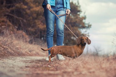 Dachshund köpeği sahibi ile çam ormanında yürüyor.