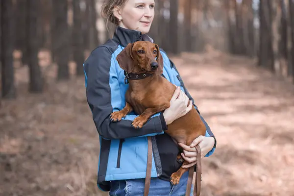 Dachshund Cão Andando Com Seu Dono Uma Floresta Pinheiros Fotos De Bancos De Imagens
