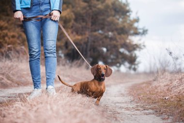 Dachshund köpeği sahibi ile çam ormanında yürüyor.