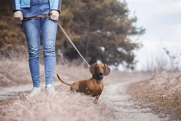 Dachshund Dog Walking His Owner Pine Forest — Stock Photo, Image