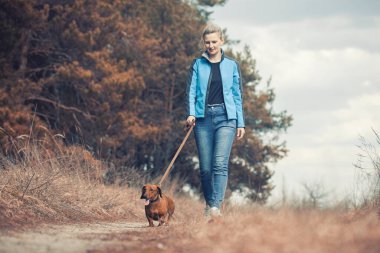 Dachshund köpeği sahibi ile çam ormanında yürüyor.