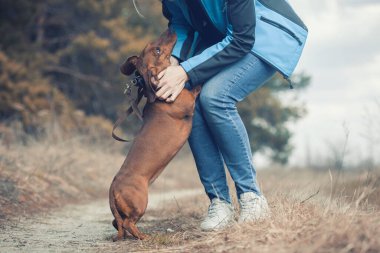 Dachshund köpeği sahibi ile çam ormanında yürüyor.