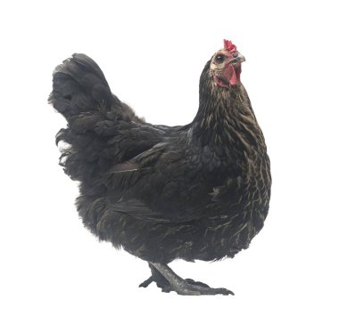 Siyah tavuk yürüyüşü beyaz, stüdyo çekimi, tavuk.