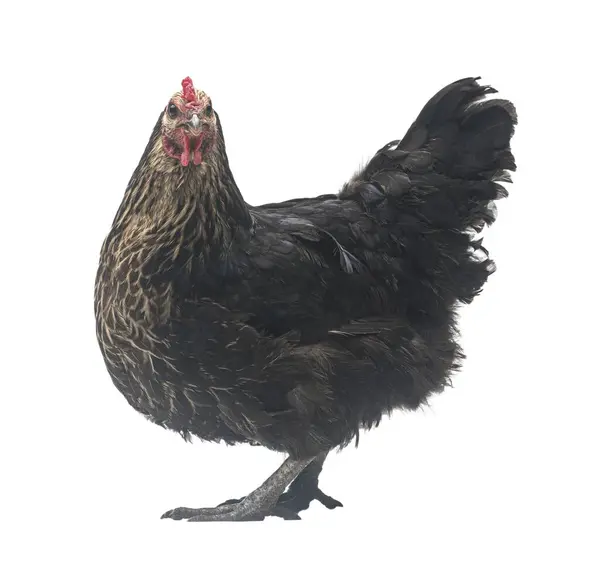 Black Hen Walking Isolated White Studio Shot Chicken Royalty Free Stock Images