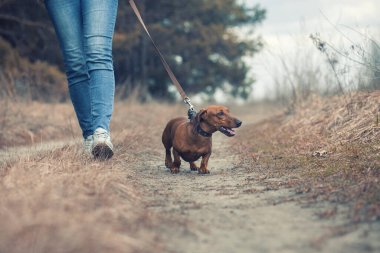 Dachshund köpeği sahibi ile çam ormanında yürüyor.