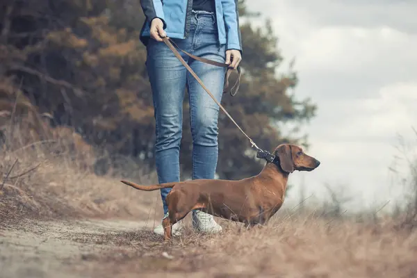 Dachshund Cão Andando Com Seu Dono Uma Floresta Pinheiros Fotografias De Stock Royalty-Free