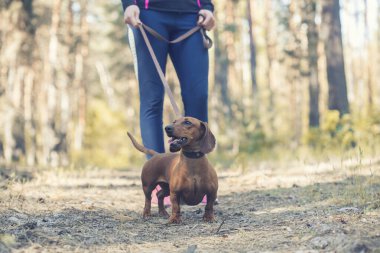 Dachshund köpeği sahibi ile çam ormanında yürüyor.