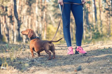 Dachshund köpeği sahibi ile çam ormanında yürüyor.
