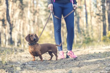 Dachshund köpeği sahibi ile çam ormanında yürüyor.
