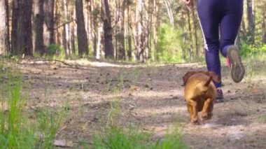 Çam ormanında yeşil bir alanda sahibiyle koşuyor.