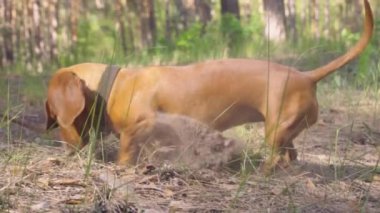Kızıl bir dachshund çam ormanında yürürken toprağı kazıyor.