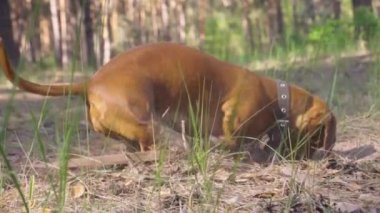 Kızıl bir dachshund çam ormanında yürürken toprağı kazıyor.