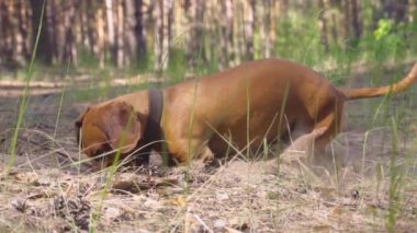 Kızıl bir dachshund çam ormanında yürürken toprağı kazıyor.