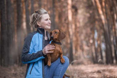 Dachshund köpeği sahibi ile çam ormanında yürüyor.