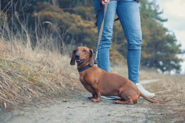 Dachshund köpeği sahibi ile çam ormanında yürüyor.