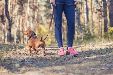 Dachshund köpeği sahibi ile çam ormanında yürüyor.