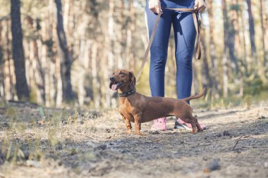Dachshund köpeği sahibi ile çam ormanında yürüyor.